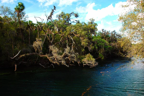 Río Ichetucknee Con Musgo Español Los Árboles — Foto de Stock