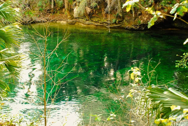 青い穴はフロリダ州の公園 Ichetucknee — ストック写真