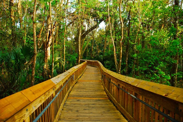 Woods Nyomvonal Blue Springs State Park Floridában Közel Florida Springs Stock Kép