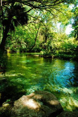 Kelly Eyalet Parkı 'ndaki Kaya Pınarı, Florida' daki Wekiwa Eyalet Parkı 'na uzanan temiz bir nehirdir.