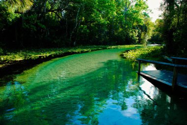Kelly Eyalet Parkı 'nda sıcak tatlı su ile Florida' da yaylar akıyor.