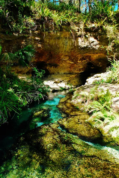 在岩石泉佛罗里达开始了岩石泉在奥兰多附近的凯利州立公园流经河流 — 图库照片