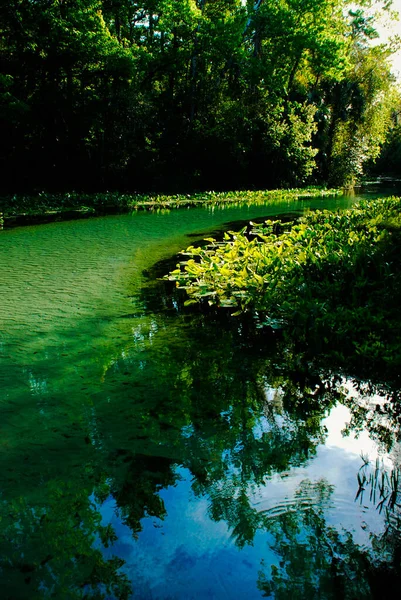 Rock Rugók Folyó Kezdődik Szikla Tavaszi Cenote Kelly Állami Park — Stock Fotó