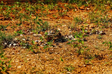 Afrika mahmuzlu kaplumbağa Kaplumbağa Centrochelys Sulcata Afrika 'daki Sahara Çölü' nde yaşıyor.