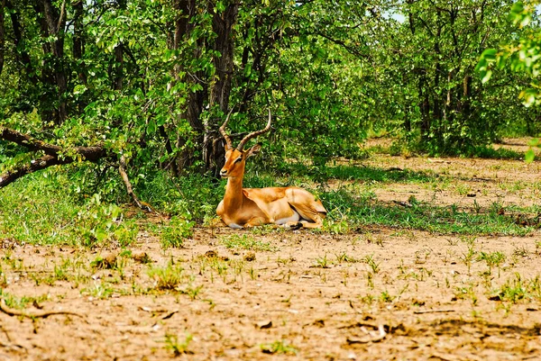 Impala Masculino Com Chifres Típicos Forma Lira Cauda Branca Várias — Fotografia de Stock