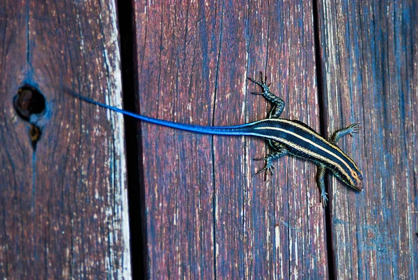 Lagarto Com Cauda Azul Listras Amarelas Corpo — Fotografia de Stock