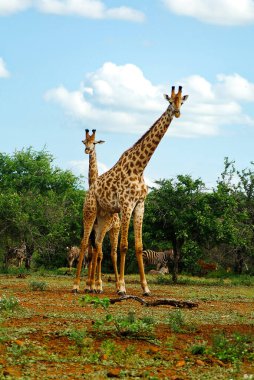 Afrikalı anne ve çocuk zürafa Güney Afrika 'daki Kruger Ulusal Parkı' nda