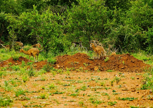 Die Kleinsten Antilopen Namens Four Horned Kruger Nationalpark Südafrika — Stockfoto