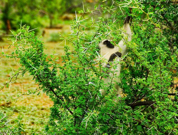 Vervet Μαϊμού Τρώει Acacias Στο Kruger National Park Στη Νότια — Φωτογραφία Αρχείου