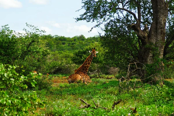 Καμηλοπάρδαλη Κάθεται Και Χαλαρώνει Στο Kruger National Park Στη Νότια — Φωτογραφία Αρχείου