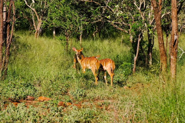 Güney Afrika Daki Svaziland Ormanlarında Imapalas Antilop Dişisi — Stok fotoğraf
