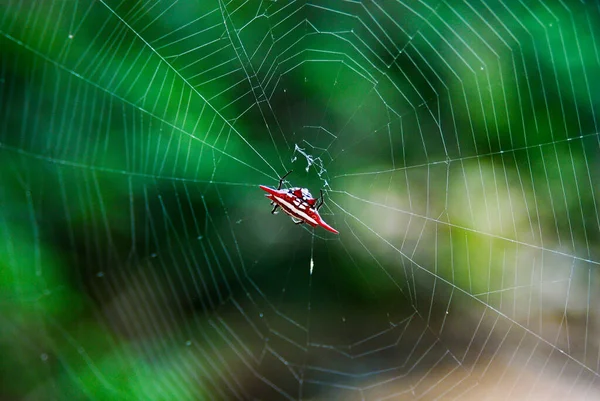Aranha vermelha e branca chamada tecelão de orbe espinhoso na rede de trabalho de aranha — Fotografia de Stock
