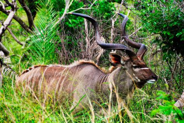 Daha büyük Kudu Tragelaphus uzun spiral boynuzlu strepsiceros