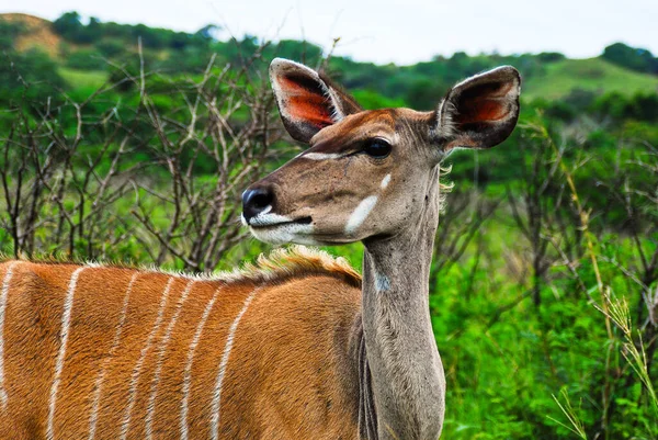 The Great Kudu female has big head with big ears and long neck with white stripes on body — Stock Photo, Image