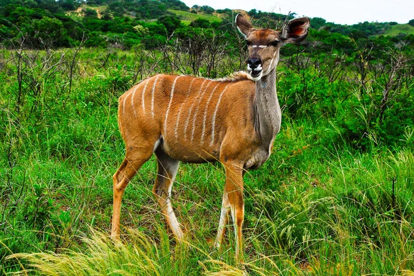 The Greater kudu female from the front side on pasture in iSimangaliso Wetland Park — Stock Photo, Image