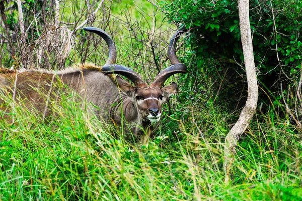 Μεγαλύτερη Kudu αντιλόπη αρσενικό με το μακρύ σπιράλ κέρατα ιόν βοσκότοπο στη Νότια Αφρική — Φωτογραφία Αρχείου