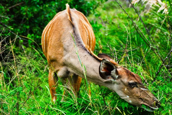 Pescoço longo do antílope feminino Greater Kudu na África do Sul — Fotografia de Stock