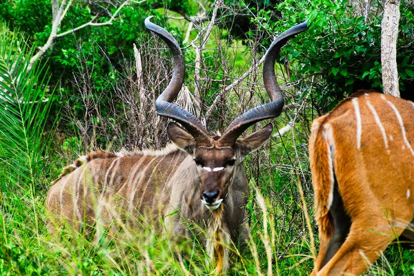 Le corna a spirale dell'antilope Kudu maggiore nel parco delle paludi di iSimangaliso — Foto Stock