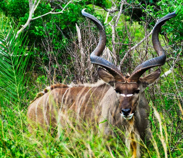 Greater Kudu male front side with the spiral horns in South Africa bush — Stock Photo, Image
