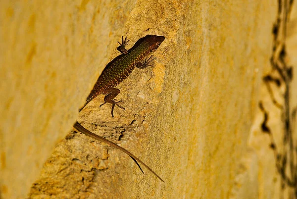 Filfola Maltese Lizard Habitats Naturais Vegetação Arbustiva Tipo Mediterrâneo Áreas — Fotografia de Stock