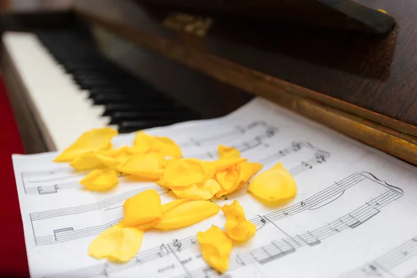 노란색 꽃잎이 피아노 건반에 놓여져 — 스톡 사진