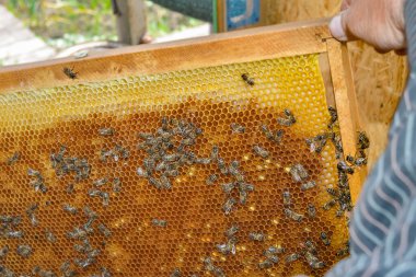 Arı yetiştiricisi kovandaki bal petekleri ve arılarla çerçeveleri inceliyor..