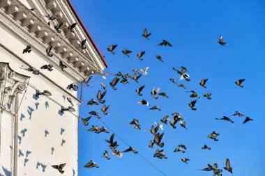 Bir güvercin sürüsü yerden havalanıyor ve binanın tepesine çıkıyor. Uçan bir kuş sürüsü