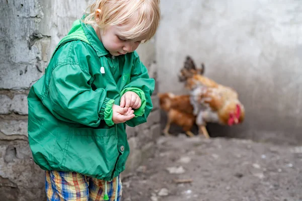 Una Niña Sostiene Grano Para Alimentar Los Pollos Domésticos Mano — Foto de Stock