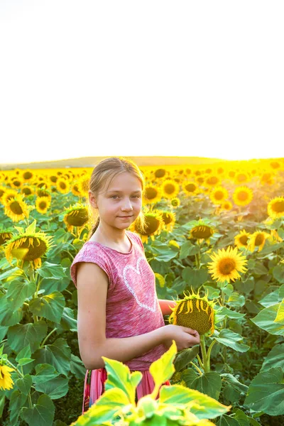 Дівчина Серед Соняшників Полі Літній Вечір — стокове фото