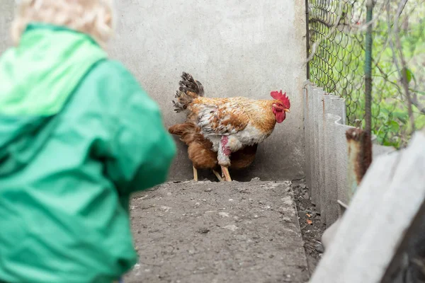 Egy Zöld Kabátos Kislány Csirkéket Etet Tyúkólban — Stock Fotó