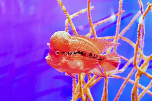 Peixes Vermelhos Ornamentais Com Corais Que Vivem Oceano Nos Trópicos — Fotografia de Stock