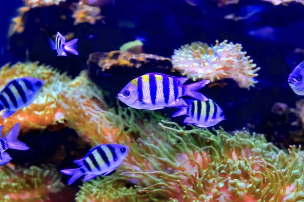 Peixes Ornamentais Que Vivem Oceano Nos Trópicos — Fotografia de Stock