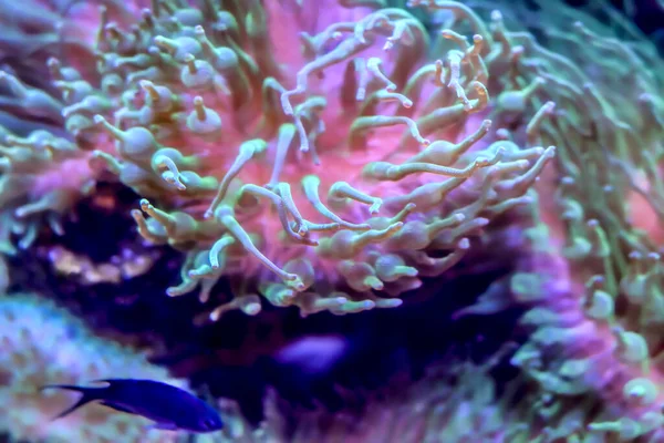 Plantas Coral Fondo Del Océano Los Trópicos —  Fotos de Stock