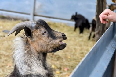 Çocuklar hayvanat bahçesinde bir keçiye bakarlar. Doğayla iç içe olan insanlar..