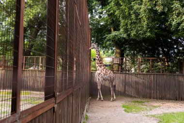 Hayvanat bahçesindeki bir zürafa kafesin yanında duruyor, beslenmeyi bekliyor..