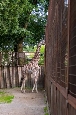 Hayvanat bahçesindeki bir zürafa kafesin etrafında dolanıyor ve etrafa bakıyor..