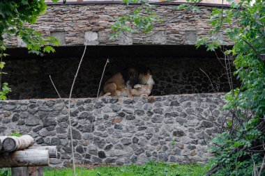 Aslan çiftleşmesi, erkek ve dişinin çiftleşmesi..