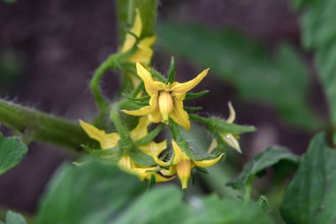 Çalılıklarda domates çiçeği. Tohumlar büyüyor..