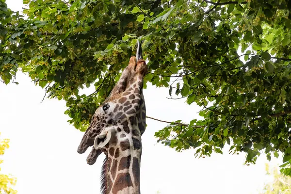 Girafa Chega Com Língua Folhas Das Árvores Para Comer — Fotografia de Stock