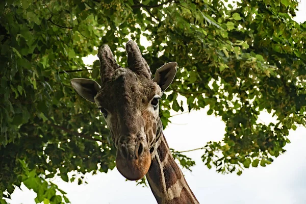 Retrato Close Uma Girafa Olhando Cima — Fotografia de Stock
