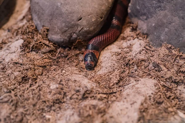 Cobra Rei Zoológico Está Aquecendo Sob Pedra Aquário — Fotografia de Stock