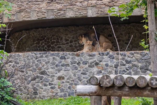 Λιοντάρια Και Παιχνίδια Ζευγαρώματος Ζευγάρωμα Άγριων Ζώων Και Συνθήκες Αναπαραγωγής — Φωτογραφία Αρχείου