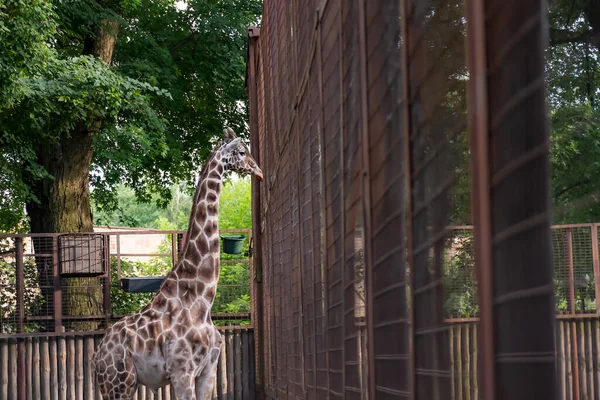 Uma Girafa Zoológico Caminha Redor Gaiola Olha Volta — Fotografia de Stock