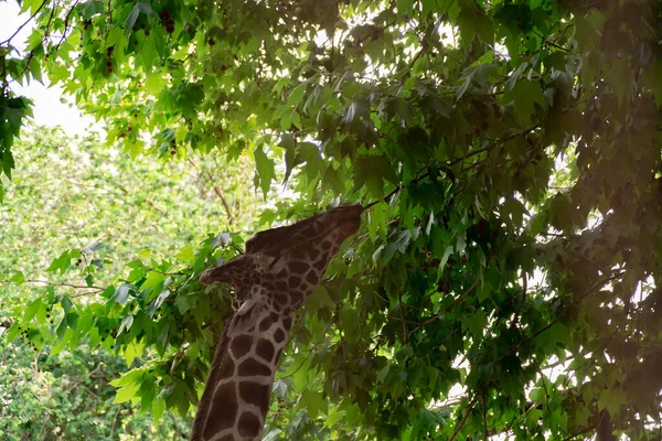 Uma Girafa Zoológico Caminha Redor Gaiola Olha Volta — Fotografia de Stock