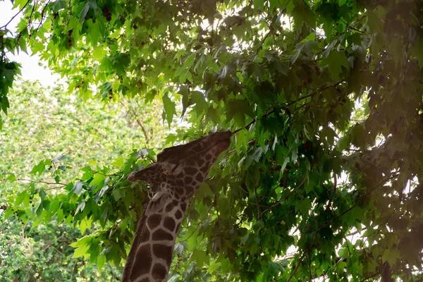 Una Jirafa Zoológico Camina Alrededor Jaula Mira Alrededor — Foto de Stock