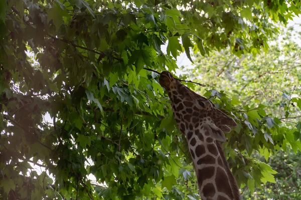 Girafa Come Folhas Verdes Arrancando Das Árvores — Fotografia de Stock