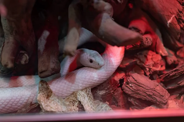 Serpente Branca Atrás Vidro Zoológico — Fotografia de Stock