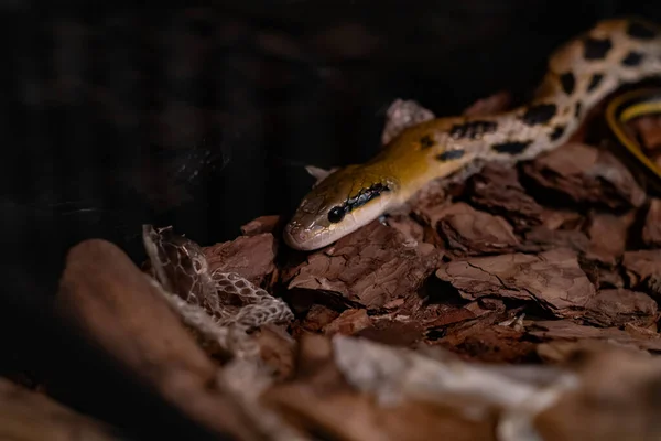 Uma Cobra Manchada Perto Rasteja Longo Casca Árvore — Fotografia de Stock