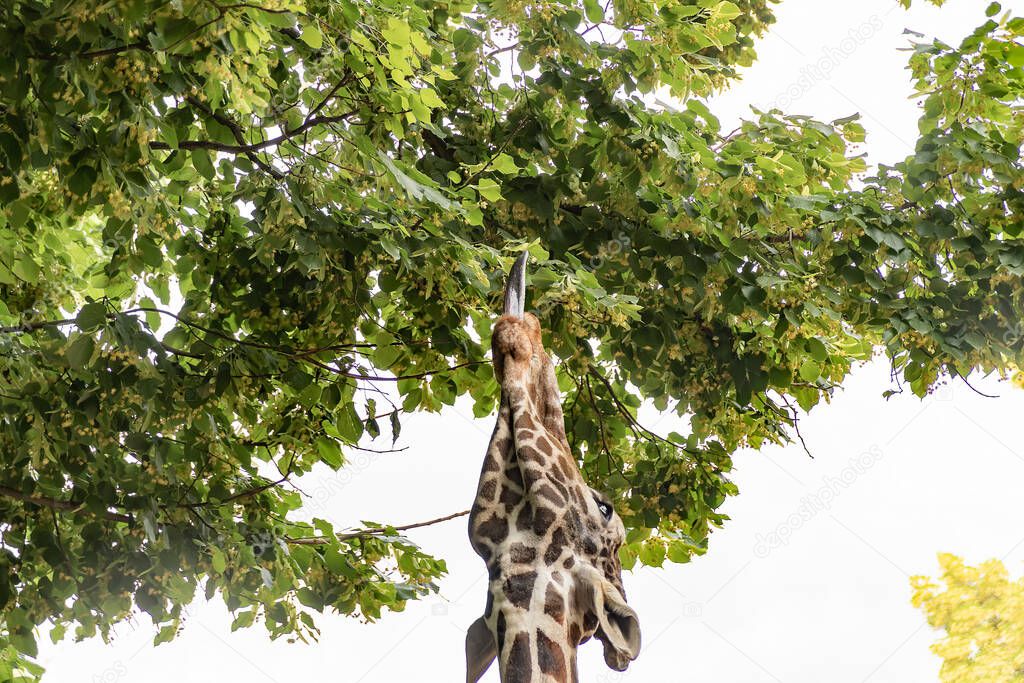 The giraffe reaches with its tongue to the leaves on the trees for food.