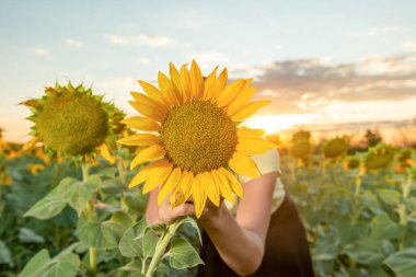 Kız yüzünü bir ayçiçeği tarlasının arasında sarı bir ayçiçeğinin arkasına sakladı..